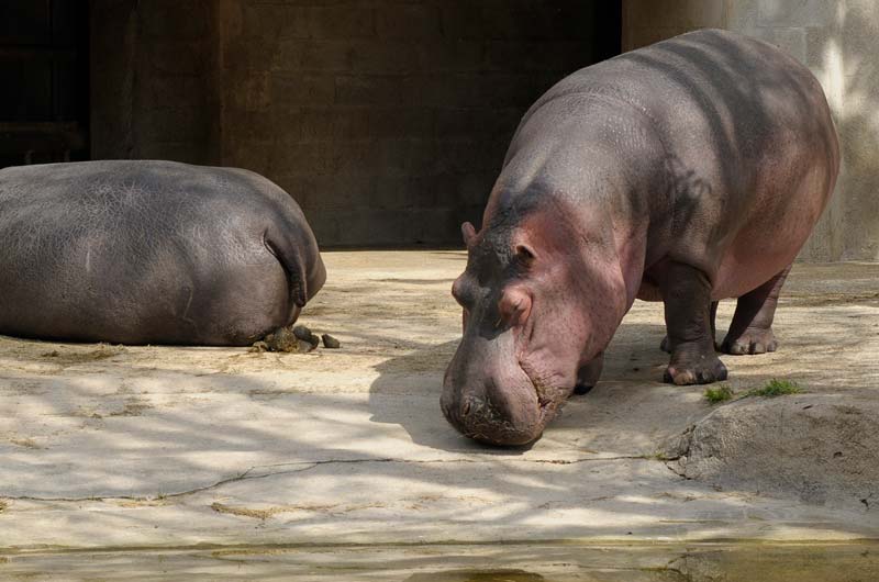 photos-infographiste.com aime les hippopotames